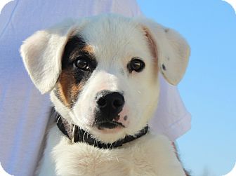 Jack Russell Terrier/Terrier (Unknown Type, Medium) Mix Puppy for Sale in Washington, D.C. - Opie Jack Russell Terrier/Terrier (Unknown Type, Medium) Mix Puppy for Sale in Washington, D.C. - Opie