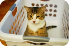 Domestic Mediumhair Cat for Sale in Alexandria, Virginia - Tigger Domestic Mediumhair Cat for Sale in Alexandria, Virginia - Tigger