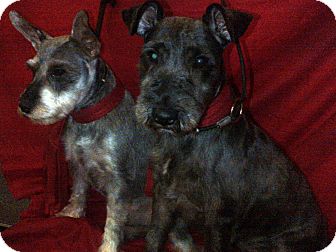 Schnauzer (Miniature) Dog for Sale in Hazard, Kentucky - Saddie Schnauzer (Miniature) Dog for Sale in Hazard, Kentucky - Saddie