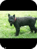Giant Schnauzer Dog for Sale in Sherman, Connecticut - George Giant Schnauzer Dog for Sale in Sherman, Connecticut - George