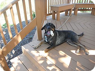 German Shepherd Dog/Affenpinscher Mix Dog for Sale in Jackson, Michigan - Toffee German Shepherd Dog/Affenpinscher Mix Dog for Sale in Jackson, Michigan - Toffee