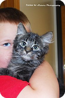 Domestic Mediumhair Kitten for Sale in Lincoln, Nebraska - Jupiter Domestic Mediumhair Kitten for Sale in Lincoln, Nebraska - Jupiter