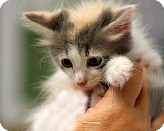 Domestic Mediumhair Kitten for Sale in Mesa, Arizona - Nellie Domestic Mediumhair Kitten for Sale in Mesa, Arizona - Nellie