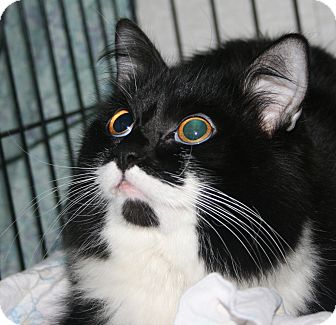 Domestic Longhair Cat for Sale in Plainville, Massachusetts - Channing Domestic Longhair Cat for Sale in Plainville, Massachusetts - Channing