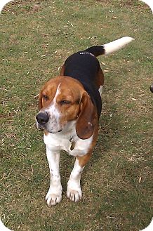 Beagle Mix Dog for Sale in Richmond, Virginia - Jesse Beagle Mix Dog for Sale in Richmond, Virginia - Jesse
