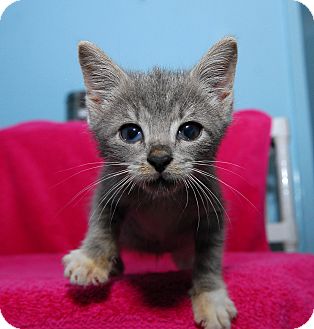Domestic Shorthair Cat for Sale in New York, New York - Khal Drogo Domestic Shorthair Cat for Sale in New York, New York - Khal Drogo