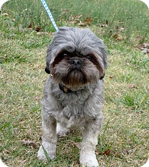 Shih Tzu/Brussels Griffon Mix Puppy for Sale in Glastonbury, Connecticut - Cabby~adopted~ Shih Tzu/Brussels Griffon Mix Puppy for Sale in Glastonbury, Connecticut - Cabby~adopted~