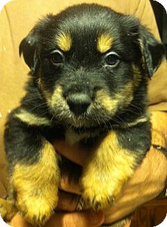 Shepherd (Unknown Type) Mix Puppy for Sale in Russellville, Kentucky - Pipsqueak Shepherd (Unknown Type) Mix Puppy for Sale in Russellville, Kentucky - Pipsqueak
