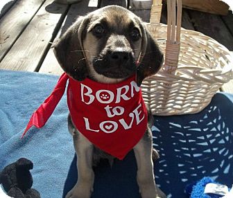 Hound (Unknown Type) Mix Puppy for Sale in Conway, Arkansas - Astro - Born To Love Hound (Unknown Type) Mix Puppy for Sale in Conway, Arkansas - Astro - Born To Love