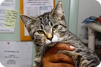 Domestic Shorthair Kitten for Sale in Lombard, Illinois - Verde Domestic Shorthair Kitten for Sale in Lombard, Illinois - Verde