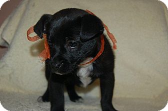 Dachshund/Poodle (Toy or Tea Cup) Mix Puppy for Sale in Hazard, Kentucky - Rocky Dachshund/Poodle (Toy or Tea Cup) Mix Puppy for Sale in Hazard, Kentucky - Rocky