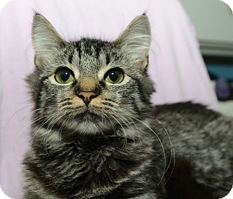 Domestic Mediumhair Cat for Sale in New York, New York - Murphy Domestic Mediumhair Cat for Sale in New York, New York - Murphy