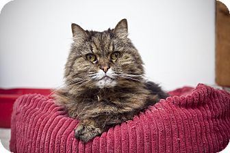 Persian Cat for Sale in Chesapeake, Virginia - Venus Persian Cat for Sale in Chesapeake, Virginia - Venus