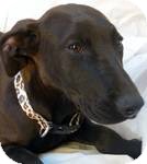 Doberman Pinscher Mix Puppy for Sale in Thousand Oaks, California - Miley Doberman Pinscher Mix Puppy for Sale in Thousand Oaks, California - Miley