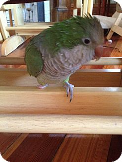 Parakeet - Quaker for Sale in Tampa, Florida - Max Parakeet - Quaker for Sale in Tampa, Florida - Max