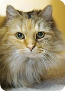 Domestic Longhair Cat for Sale in Medford, Massachusetts - Bells Domestic Longhair Cat for Sale in Medford, Massachusetts - Bells