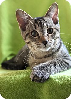 Domestic Shorthair Kitten for Sale in Mississauga, Ontario, Ontario - Dream Catcher Domestic Shorthair Kitten for Sale in Mississauga, Ontario, Ontario - Dream Catcher