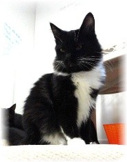 Domestic Shorthair Kitten for Sale in Shelton, Washington - Fluffy Domestic Shorthair Kitten for Sale in Shelton, Washington - Fluffy