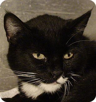 Domestic Shorthair Cat for Sale in El Cajon, California - Bibi Domestic Shorthair Cat for Sale in El Cajon, California - Bibi