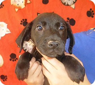 Golden Retriever/Labrador Retriever Mix Puppy for Sale in Oviedo, Florida - Jan Golden Retriever/Labrador Retriever Mix Puppy for Sale in Oviedo, Florida - Jan