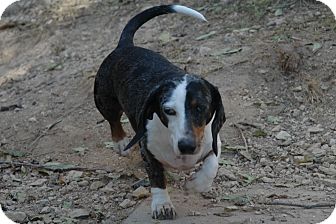 Dachshund Dog for Sale in san antonio, Texas - Freebie Dachshund Dog for Sale in san antonio, Texas - Freebie