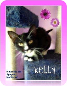 Domestic Shorthair Cat for Sale in Mobile, Alabama - Kelly Domestic Shorthair Cat for Sale in Mobile, Alabama - Kelly