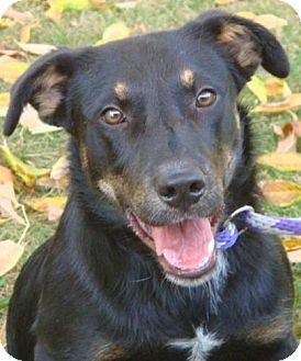 German Shepherd Dog Mix Dog for Sale in Red Bluff, California - Robby German Shepherd Dog Mix Dog for Sale in Red Bluff, California - Robby