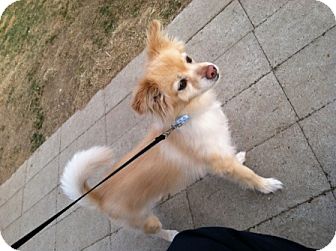 Pomeranian Mix Dog for Sale in Meridian, Idaho - Soldier Pomeranian Mix Dog for Sale in Meridian, Idaho - Soldier
