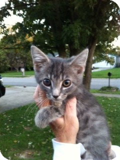 Domestic Mediumhair Cat for Sale in Germantown, Maryland - Grant Domestic Mediumhair Cat for Sale in Germantown, Maryland - Grant