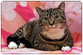 Domestic Shorthair Cat for Sale in Sterling Heights, Michigan - Stella - ADOPTED! Domestic Shorthair Cat for Sale in Sterling Heights, Michigan - Stella - ADOPTED!