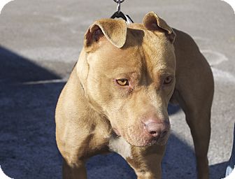 Staffordshire Bull Terrier Mix Dog for Sale in New cumberland, West Virginia - McDreamy Staffordshire Bull Terrier Mix Dog for Sale in New cumberland, West Virginia - McDreamy