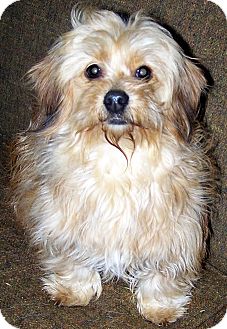 Yorkie, Yorkshire Terrier/Shih Tzu Mix Dog for Sale in Niagra Falls, New York - Honey Yorkie, Yorkshire Terrier/Shih Tzu Mix Dog for Sale in Niagra Falls, New York - Honey