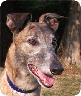 Greyhound Dog for Sale in Tampa, Florida - Einstein Greyhound Dog for Sale in Tampa, Florida - Einstein