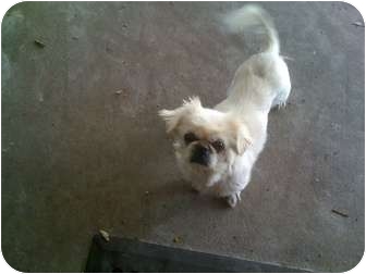 Pekingese Dog for Sale in Orlando, Florida - Lucy Lu Pekingese Dog for Sale in Orlando, Florida - Lucy Lu