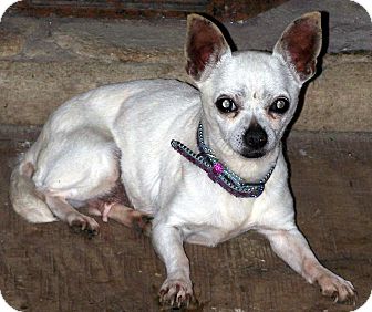 Chihuahua Dog for Sale in Sussex, New Jersey - Precious REDUCED ADOPT FEE Chihuahua Dog for Sale in Sussex, New Jersey - Precious REDUCED ADOPT FEE