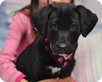 Labrador Retriever/Border Collie Mix Puppy for Sale in Sparta, New Jersey - Felicia Labrador Retriever/Border Collie Mix Puppy for Sale in Sparta, New Jersey - Felicia