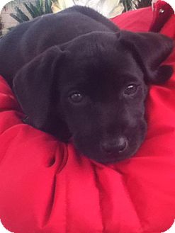 Labrador Retriever Mix Puppy for Sale in Torrance, California - CHASE Labrador Retriever Mix Puppy for Sale in Torrance, California - CHASE