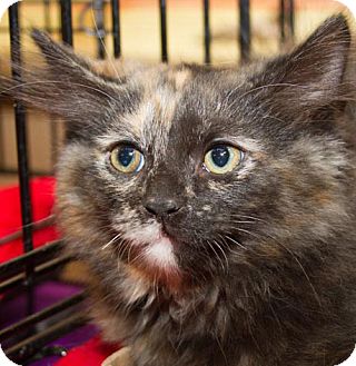 Domestic Longhair Kitten for Sale in Irvine, California - Princess Domestic Longhair Kitten for Sale in Irvine, California - Princess