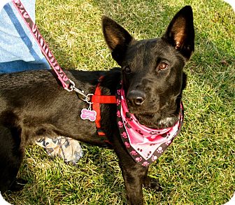 Shiba Inu/Labrador Retriever Mix Dog for Sale in Sparta, New Jersey - Riley Shiba Inu/Labrador Retriever Mix Dog for Sale in Sparta, New Jersey - Riley