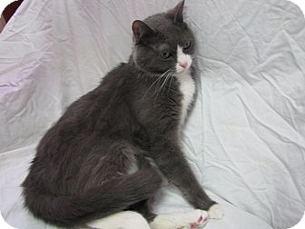 Domestic Shorthair Cat for Sale in East Hanover, New Jersey - Mittens Domestic Shorthair Cat for Sale in East Hanover, New Jersey - Mittens