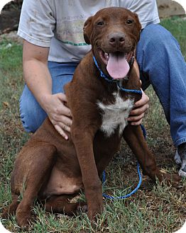 Labrador Retriever/Great Dane Mix Puppy for Sale in Pocahontas, Arkansas - Snickers Labrador Retriever/Great Dane Mix Puppy for Sale in Pocahontas, Arkansas - Snickers