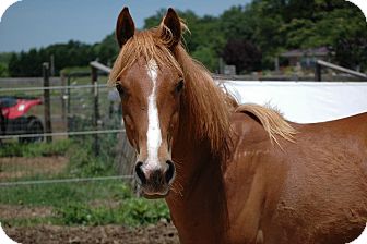 Quarterhorse Mix for Sale in York, South Carolina - Armstrong Quarterhorse Mix for Sale in York, South Carolina - Armstrong