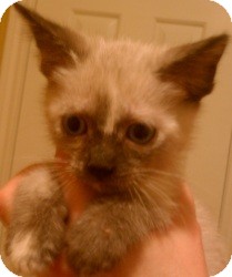 Ragdoll Kitten for Sale in Ennis, Texas - Dara Ragdoll Kitten for Sale in Ennis, Texas - Dara