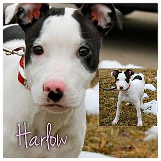 Bull Terrier/Border Collie Mix Puppy for Sale in Westland, Michigan - Harlow Bull Terrier/Border Collie Mix Puppy for Sale in Westland, Michigan - Harlow