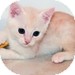Domestic Shorthair Kitten for Sale in Vancouver, British Columbia - Porgie Domestic Shorthair Kitten for Sale in Vancouver, British Columbia - Porgie
