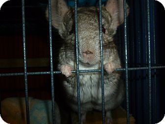 Chinchilla for Sale in Jacksonville, Florida - Turbo Chinchilla for Sale in Jacksonville, Florida - Turbo