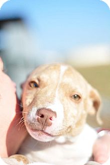 Boxer/Labrador Retriever Mix Puppy for Sale in Glastonbury, Connecticut - June Bug Boxer/Labrador Retriever Mix Puppy for Sale in Glastonbury, Connecticut - June Bug