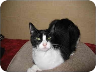 Domestic Shorthair Cat for Sale in Austin, Texas - Roxie Domestic Shorthair Cat for Sale in Austin, Texas - Roxie