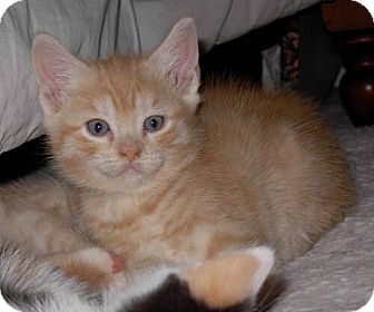 Domestic Shorthair Kitten for Sale in Sterling, Virginia - Popeye Domestic Shorthair Kitten for Sale in Sterling, Virginia - Popeye