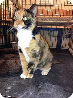 Domestic Shorthair Cat for Sale in Monroe, Georgia - Sedona Domestic Shorthair Cat for Sale in Monroe, Georgia - Sedona